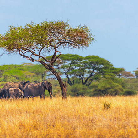 Africa